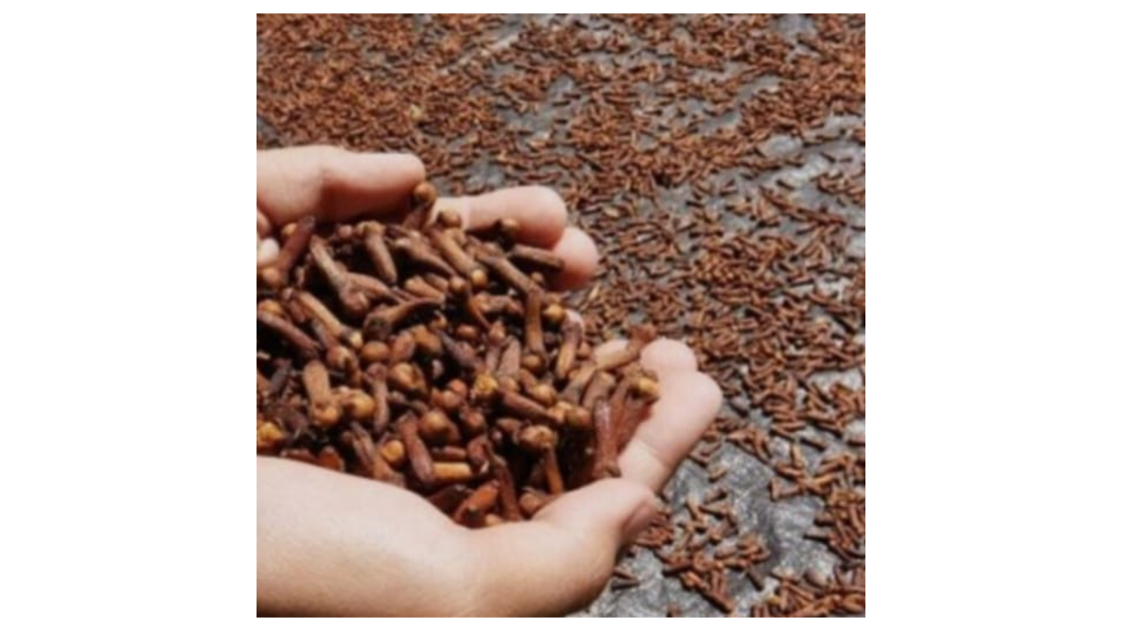 Robusta Beans