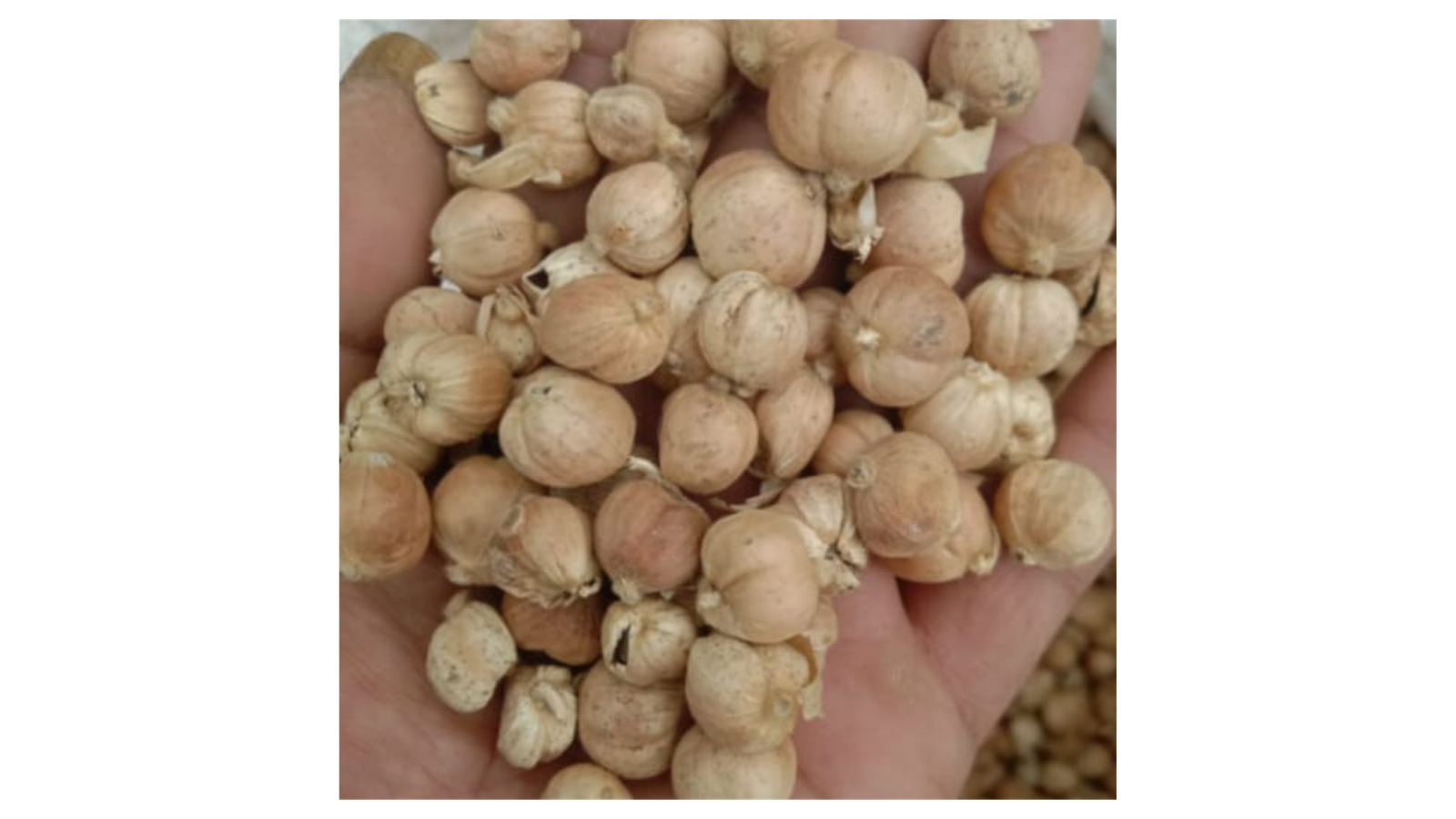 Clove