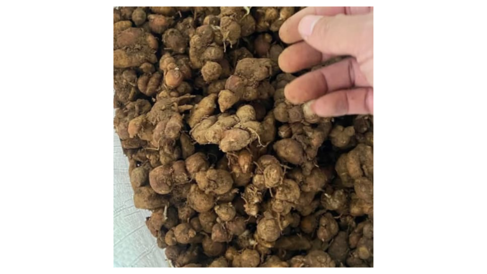 Black Pepper