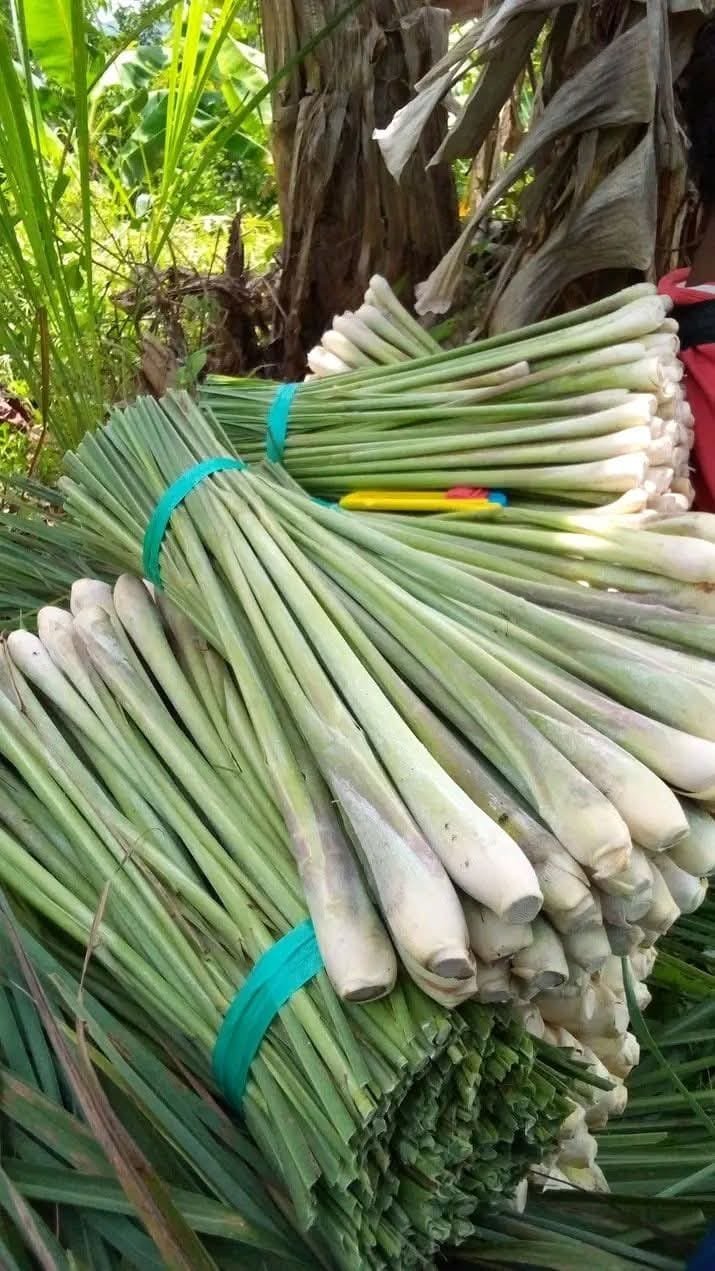 Fresh Sereh Spek Stick GRADE A