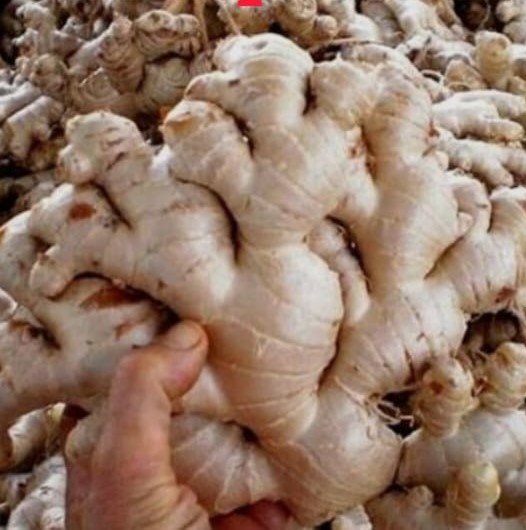 Aromatic Ginger