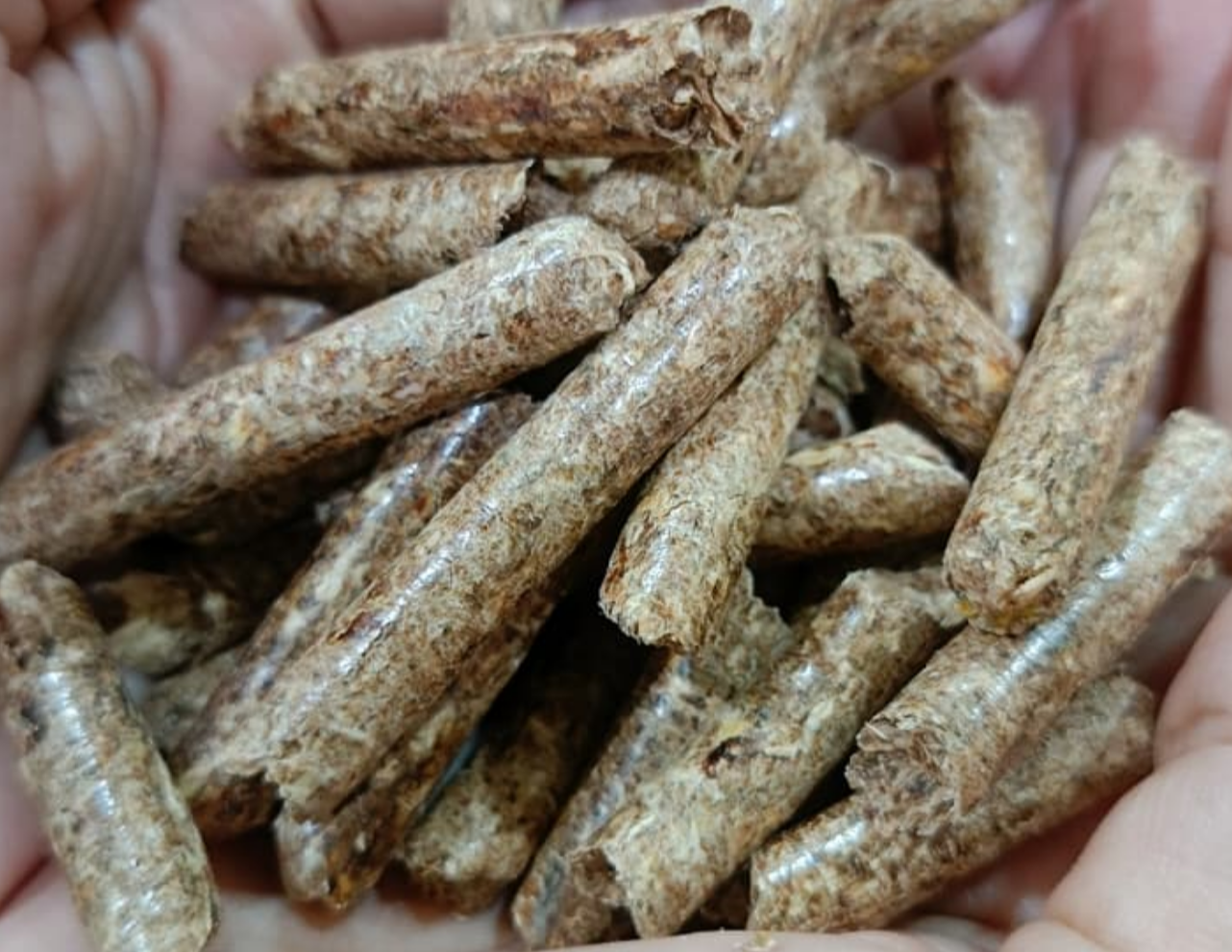 Pinang